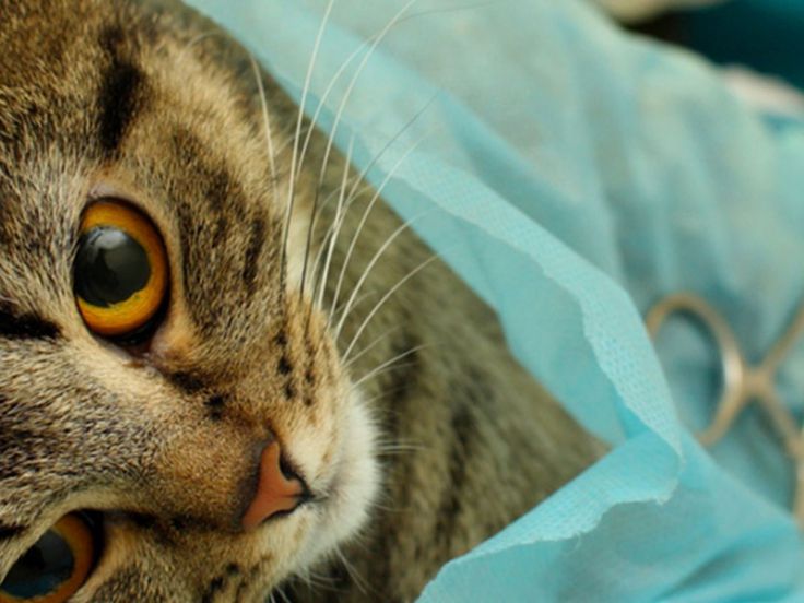 Sterilizzazione gatta