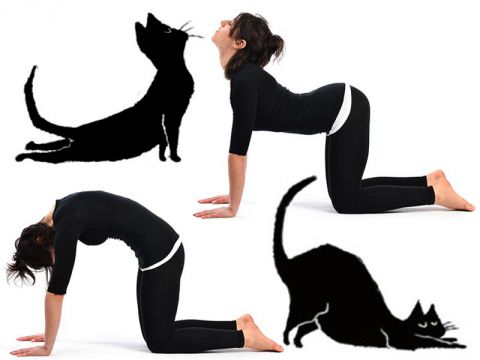 Yoga. Posizioni del gatto