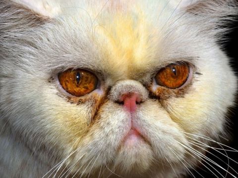 Occhi del gatto di razza Exotic Shorthair