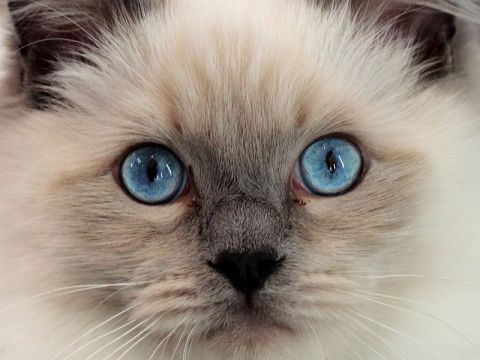 Occhi del gatto di razza Ragdoll