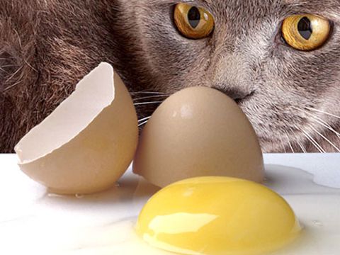 Alimentazione del gatto: le uova
