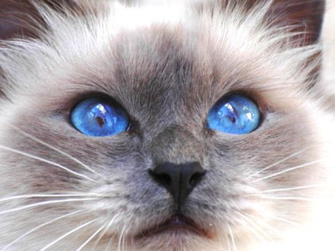 Occhi del gatto Birmano