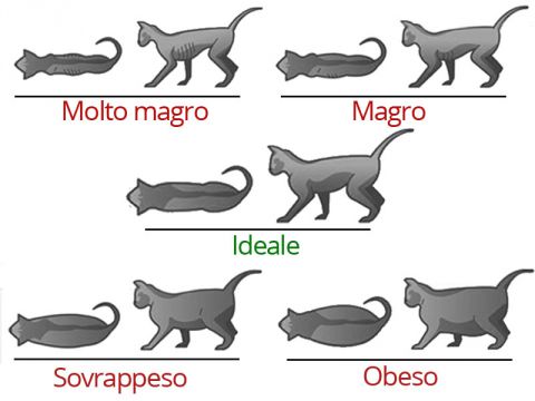 Schema del peso del gatto