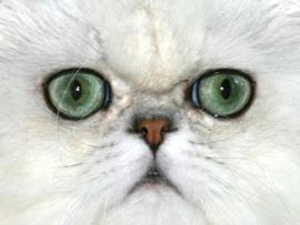 Gatto con occhi verdi