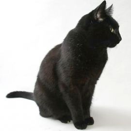 Gatto con mantello nero solido