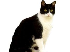 Gatto con mantello bianco bicolore