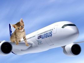 Gatti in aereo