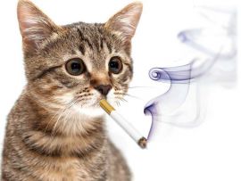 I gatti e il fumo di sigaretta