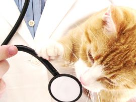 FIV Immunodeficienza felina, sintomi e cure