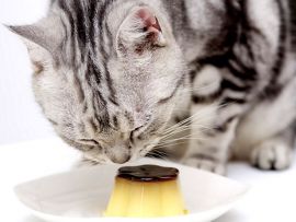 Alimentazione del gatto: i dolci e i carboidrati