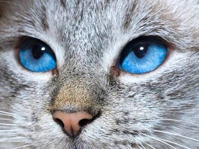 Risultati immagini per gatto occhi azzurri