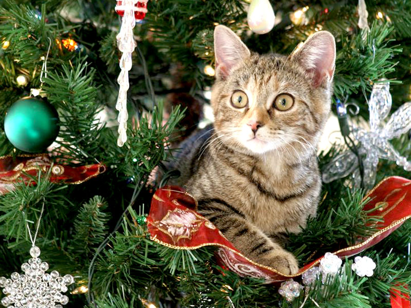Gatti Di Natale Foto.Come Fare Un Albero Di Natale A Prova Di Gatto