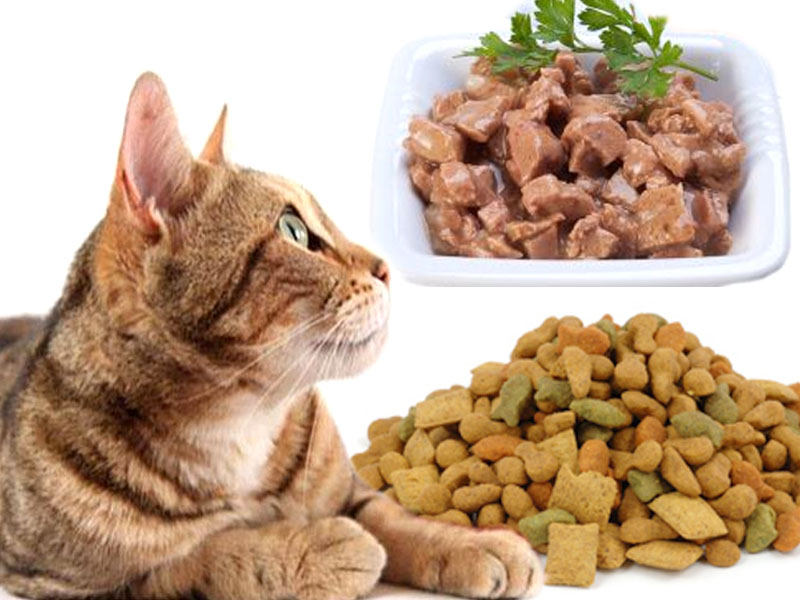 Alimentazione Casalinga Per Gatti - Cibo per gatti: guida alla corretta alimentazione del tuo ...