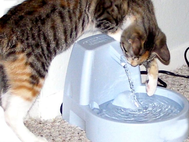 Fontana d'acqua per gatti