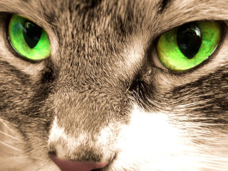 Colori e forma degli occhi del gatto
