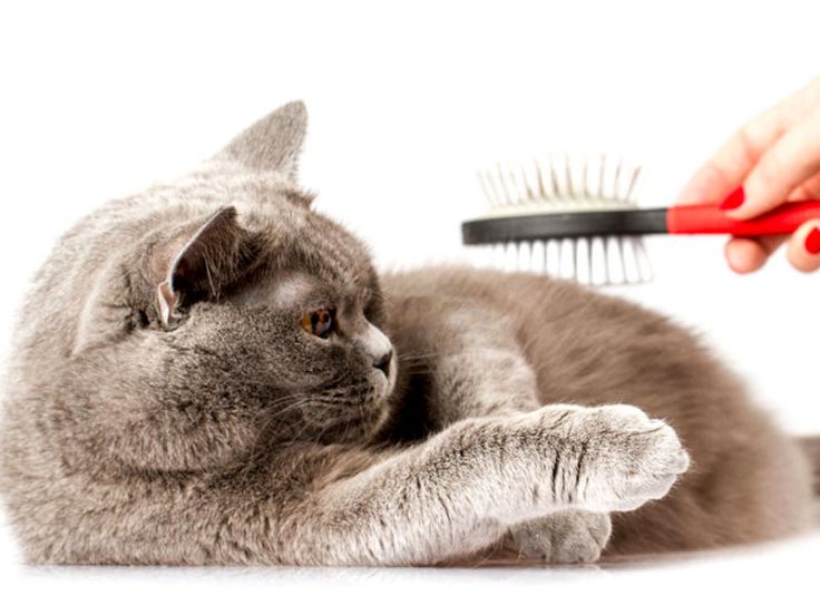 pettine per animali da compagnia e spazzola per massaggio colore: blu Pettine per gatto K11 C-Tail pettine per massaggio per gatti toelettatura del gatto spazzola per gatti 