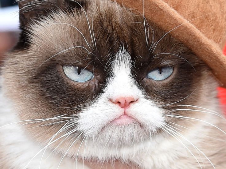 Grumpy. Il gatto brontolone