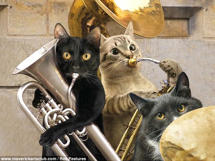 Gatti musicisti