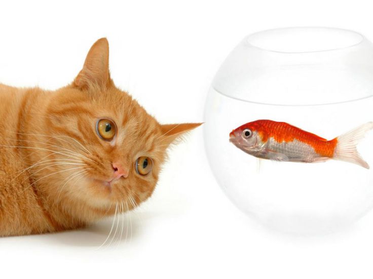 Gatto con pesce rosso