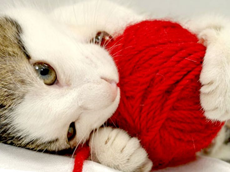 Gatto che mangia lana, lenzuola, maglioni, coperte