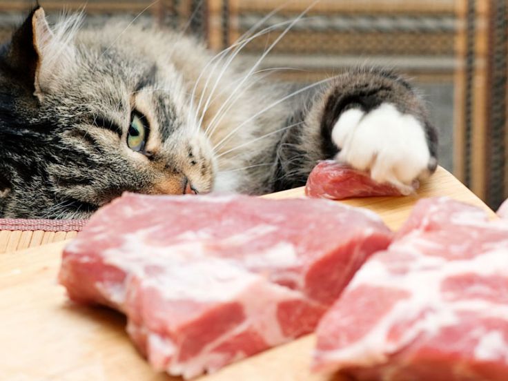 Gatto che mangia la carne