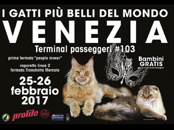 Esposizione felina 2017. 25 e 26 Febbraio a Venezia