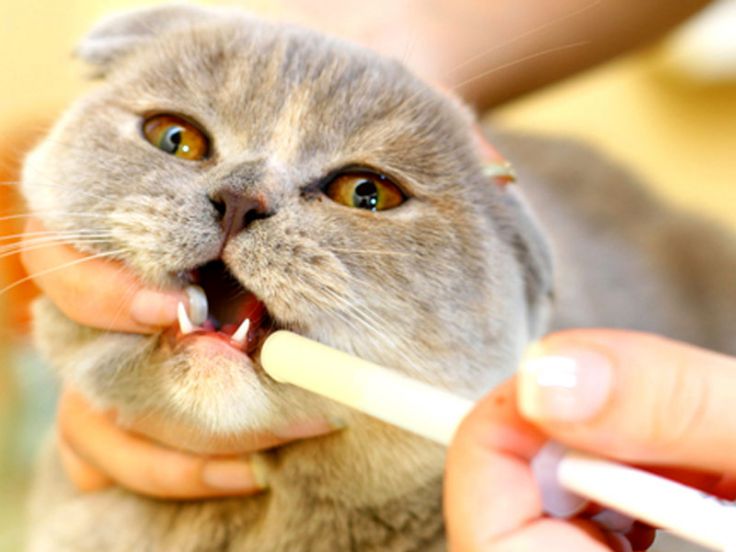 Come dare medicine a un gatto malato