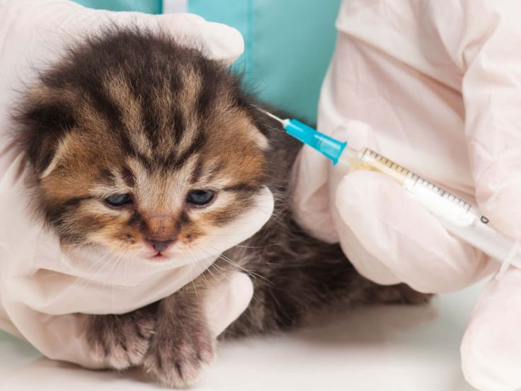 Le vaccinazioni dei gatti