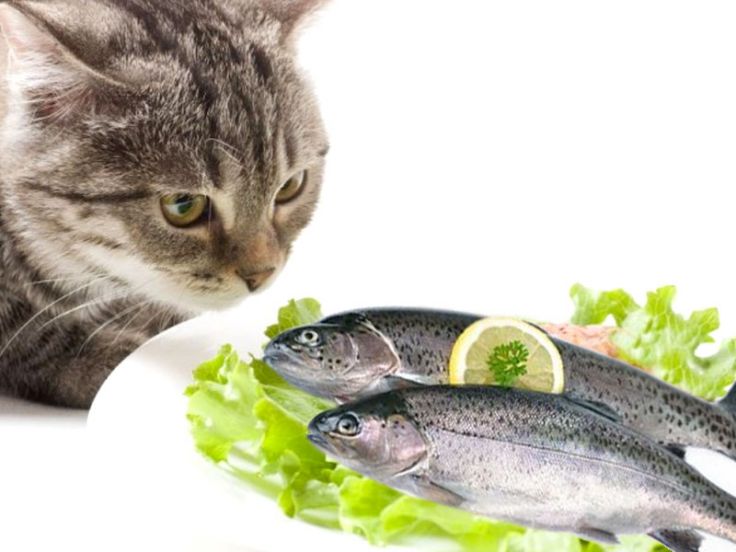 Il pesce nell'alimentazione dei gatti