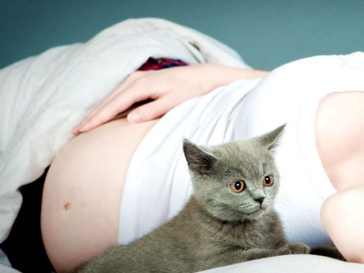 Malattie dei gatti: toxoplasmosi