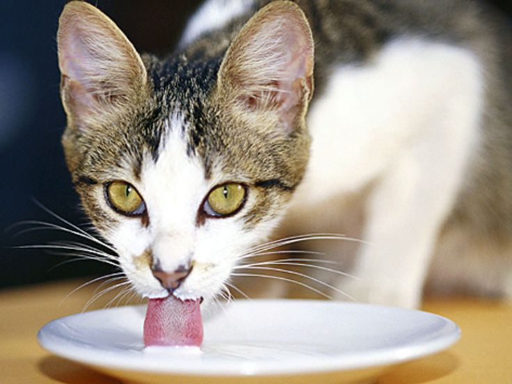 Alimentazione del gatto: latte e uova