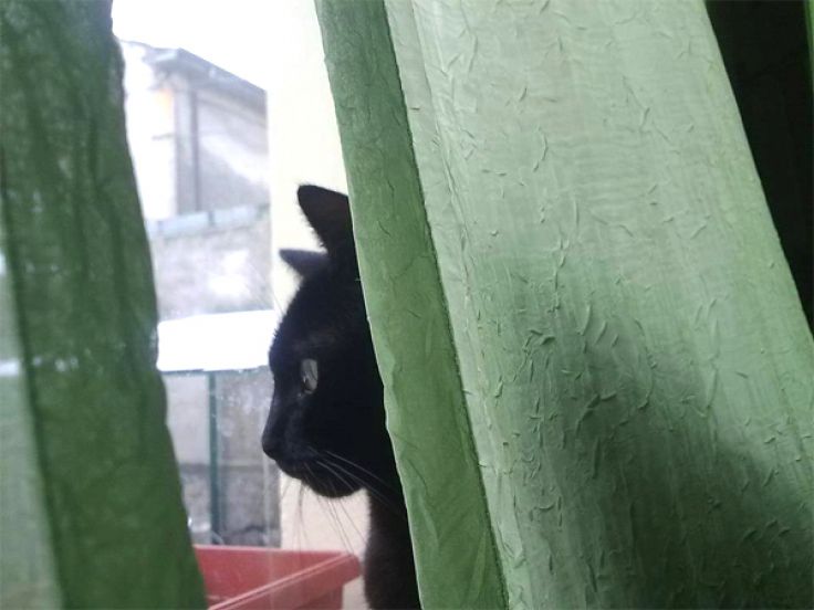 Gatto nero alla finestra