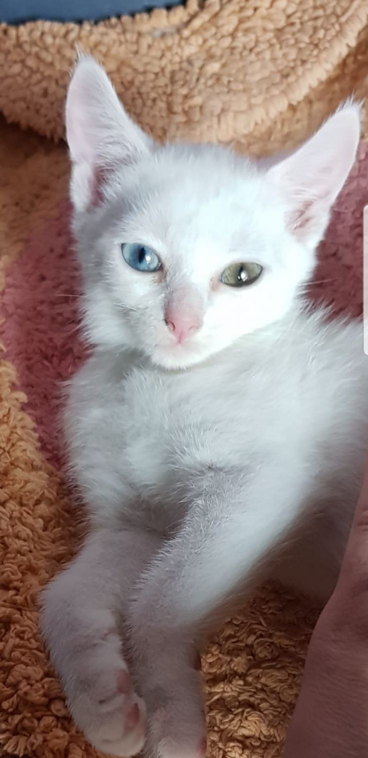 bianca gattina