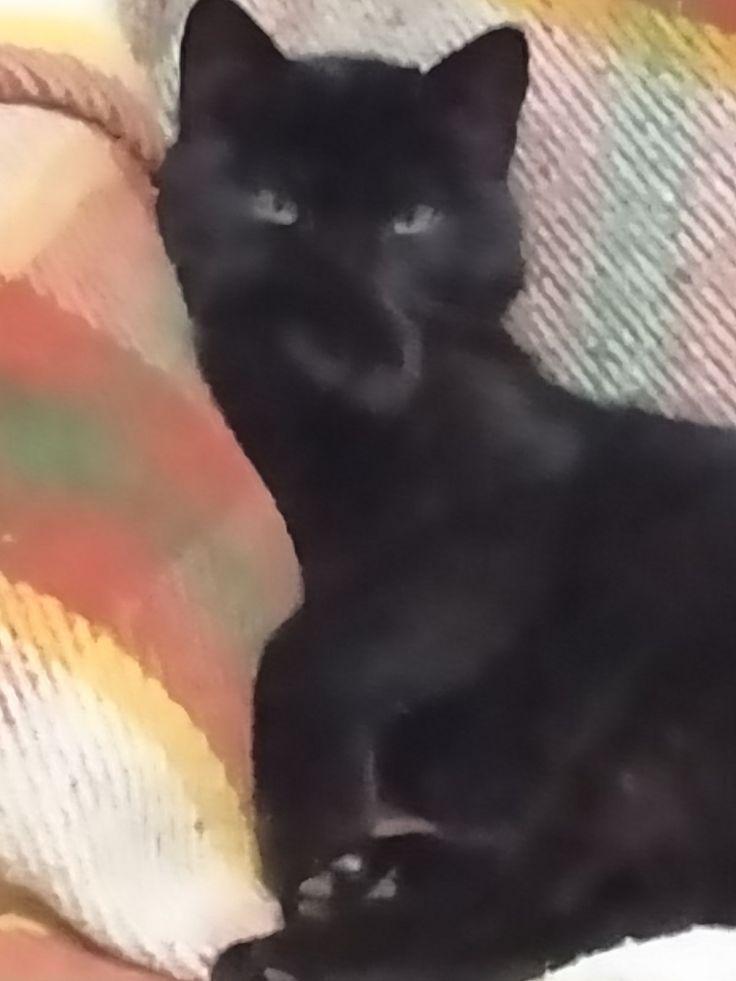 Gatto nero: Salem