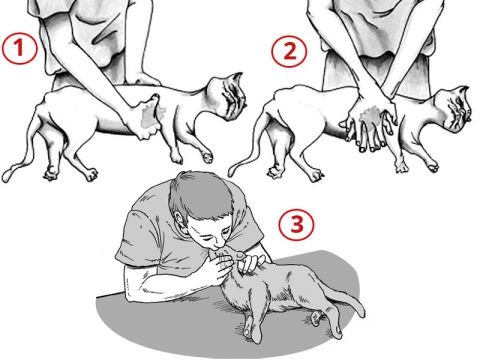 Come praticare un massaggio cardiaco al gatto