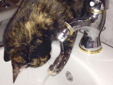 Gatto che beve dal rubinetto