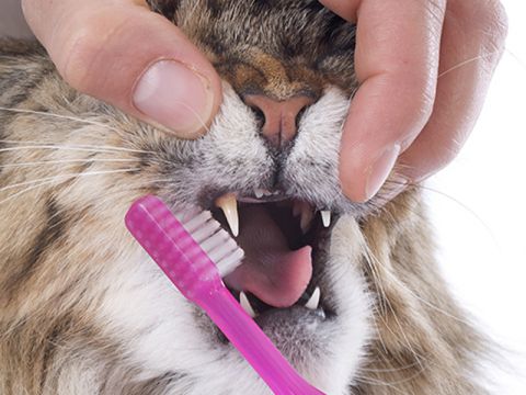 GWN Pulizia dei Denti del Gatto Erba gatta Naturale Pet Cat Dentifricio molare Snack per Gatti Bastoncini Marroni