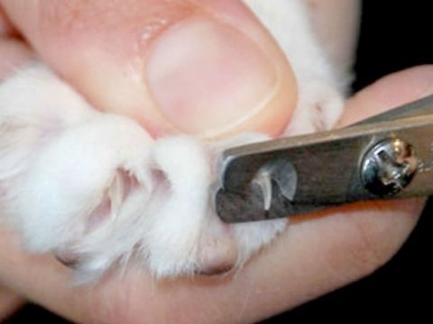Come tagliare le unghie al gatto