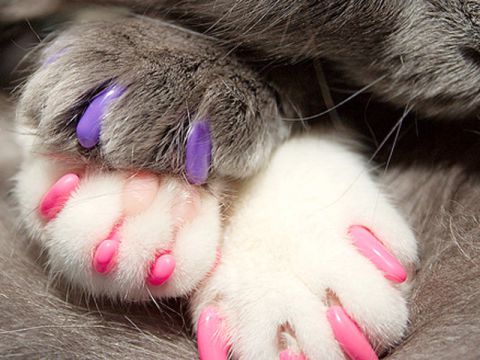 Copri unghie per gatti