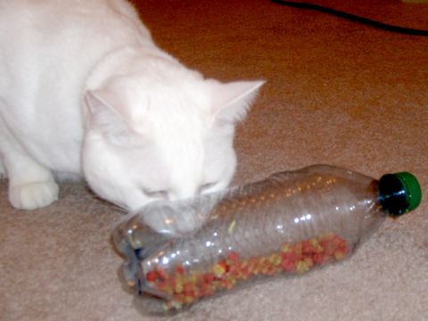 Gatto che gioca con bottiglia