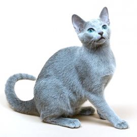 Gatto con mantello blu