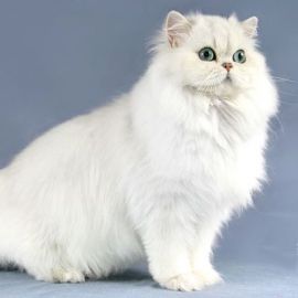 Gatto con mantello bianco