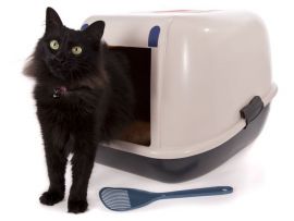 Cassetta igienica e lettiera per gatti