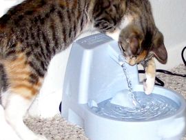 Fontana d'acqua per gatti