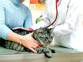 Come affrontare la visita dal veterinario