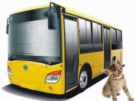 Come viaggiare col gatto sui mezzi pubblici