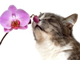 Aromaterapia per gatti