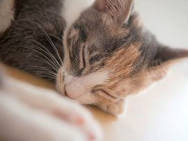 Malattie del gatto: leucemia felina