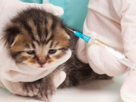 Le vaccinazioni dei gatti