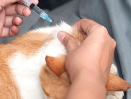 Iniezione di insulina al gatto diabetico
